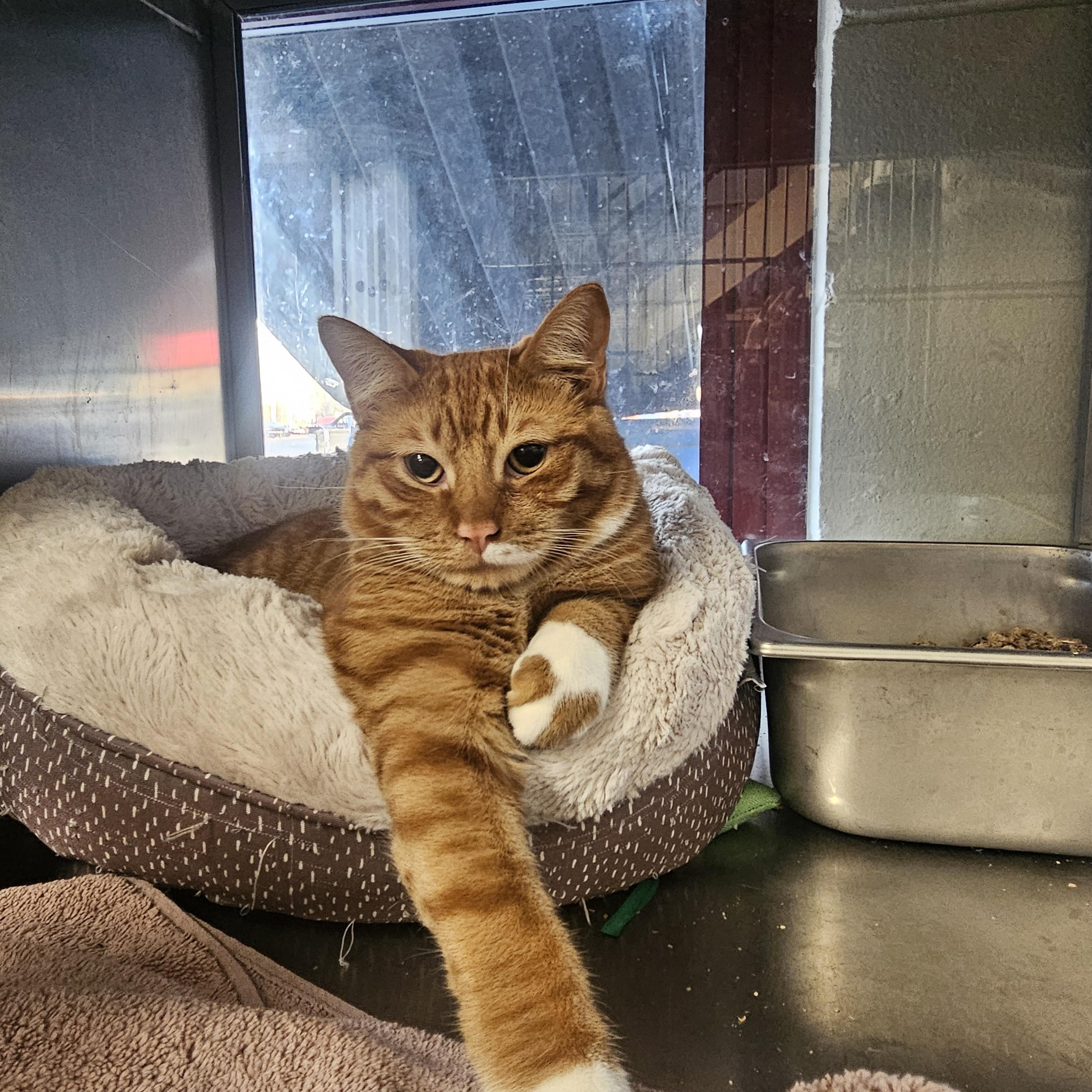 Enlarge Flame, an adopted mixed breed in Old Bridge, NJ image 1/1