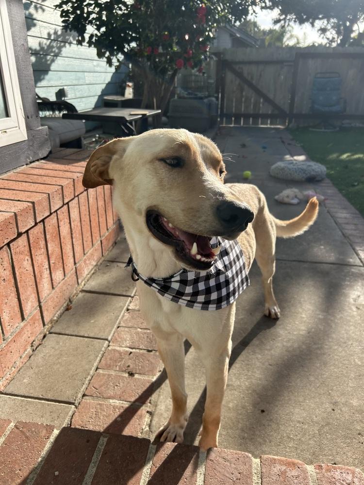 Enlarge Duke, a Adopted mixed breed in San Diego, CA image 1/6
