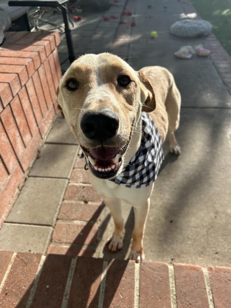 Enlarge Duke, a Adopted mixed breed in San Diego, CA image 3/6