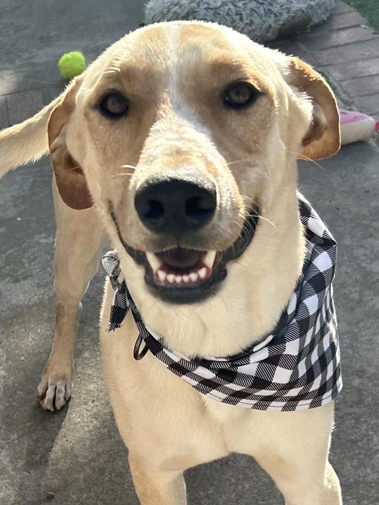 Enlarge Duke, a Adopted mixed breed in San Diego, CA image 4/6