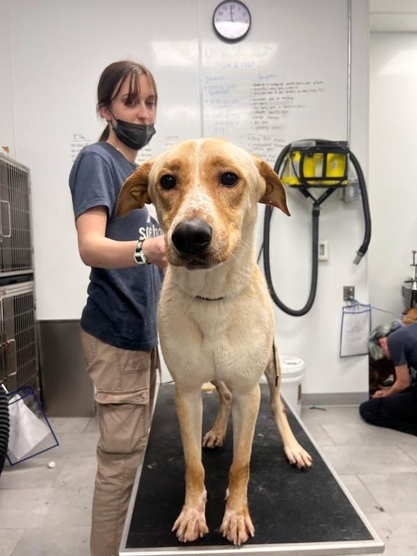 Enlarge Duke, a Adopted mixed breed in San Diego, CA image 5/6