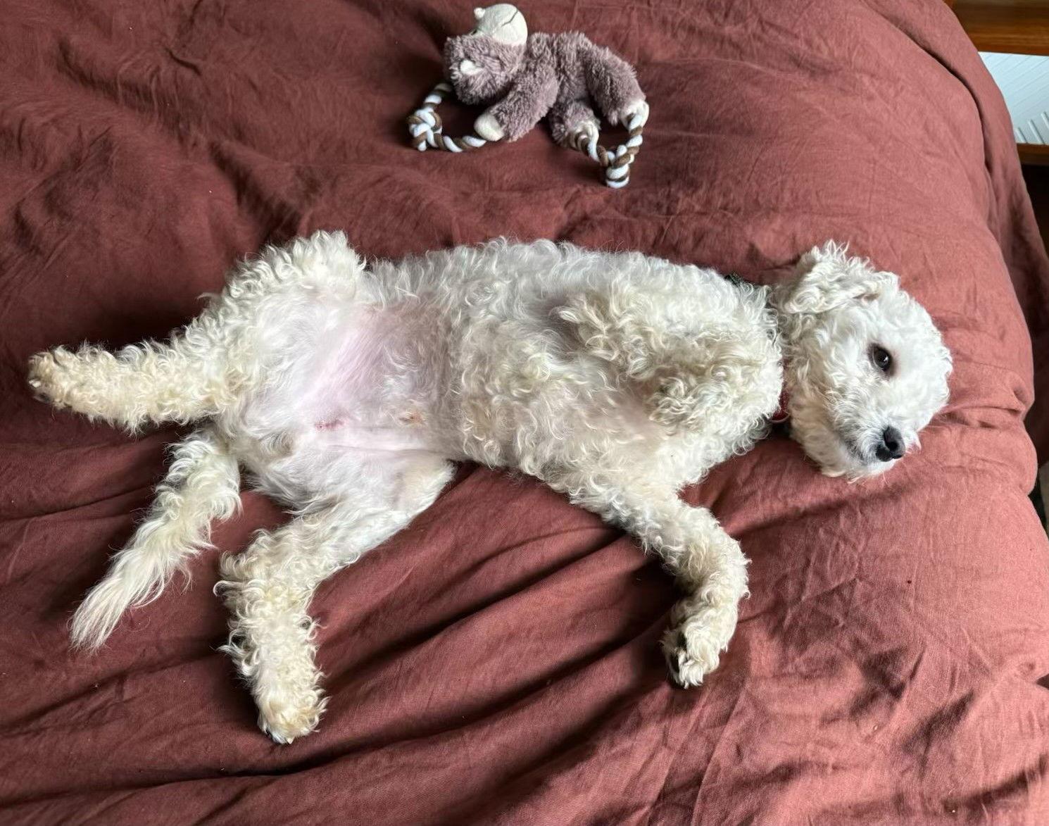 Carter, Adoptable, Adult Male Poodle.