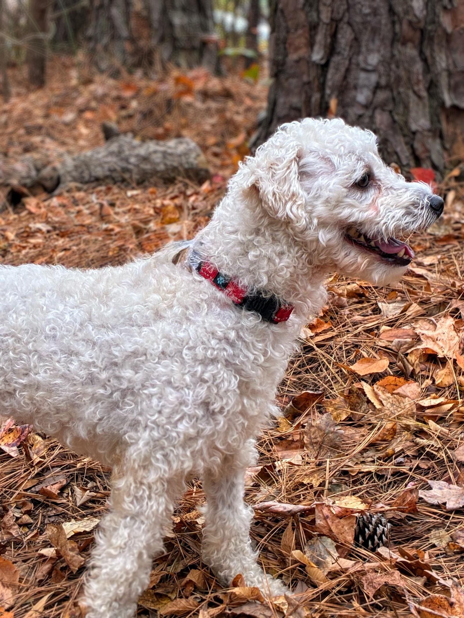 Carter, Adoptable, Adult Male Poodle.