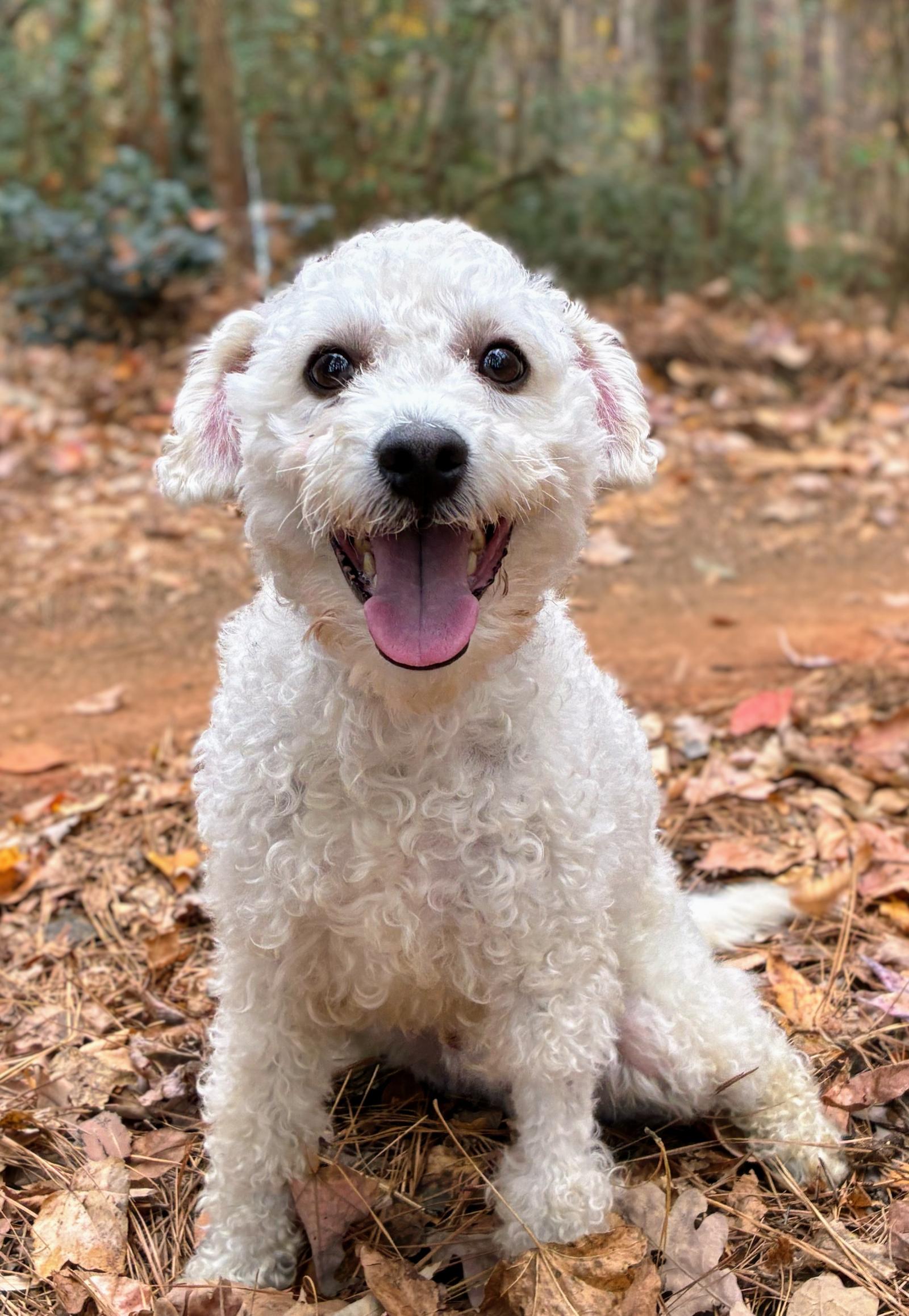 Enlarge Carter - ADOPTED!!!, a Adoptable Poodle in Arlington, VA image 2/3