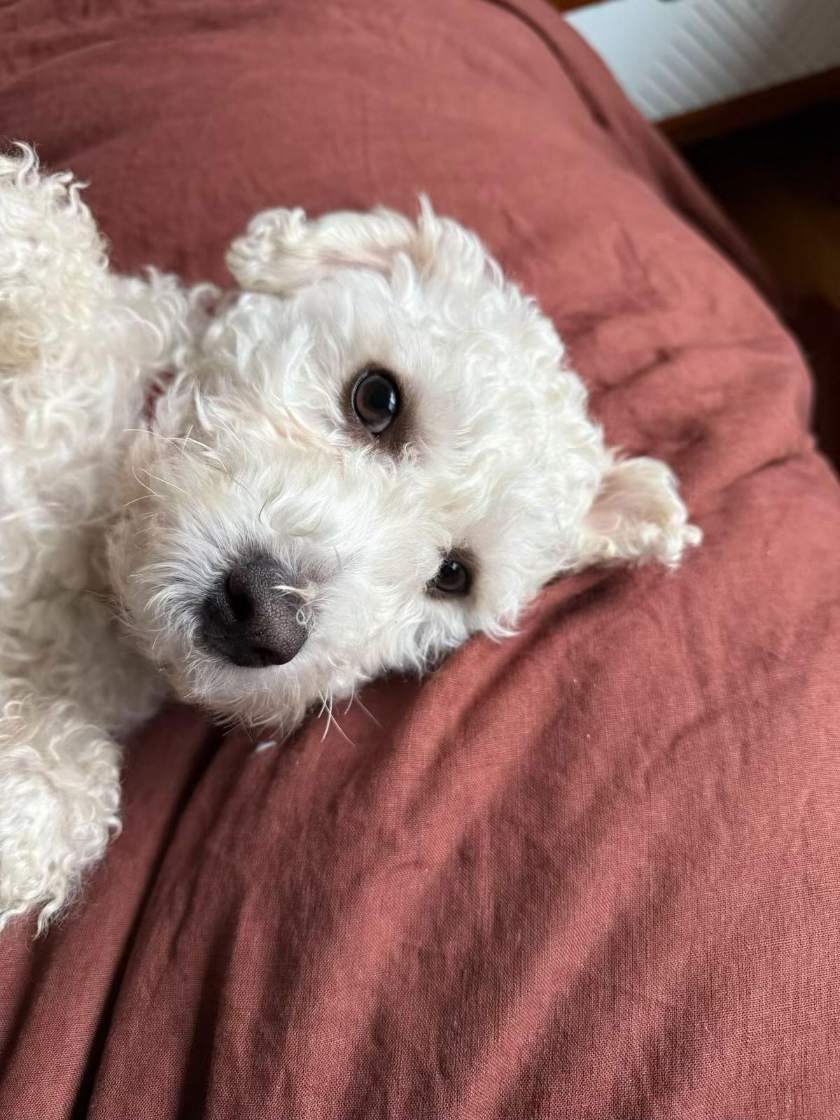 Enlarge Carter - ADOPTED!!!, a Adoptable Poodle in Arlington, VA image 3/3