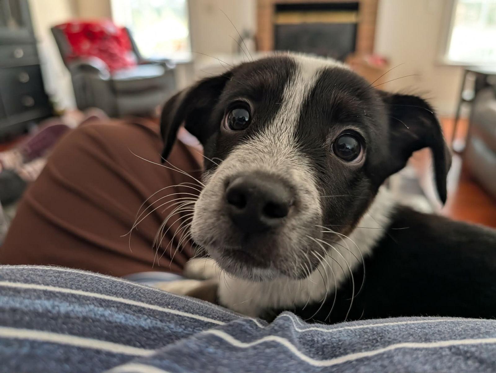 Phoenix, Adopted, Puppy Male Beagle & Border Collie.