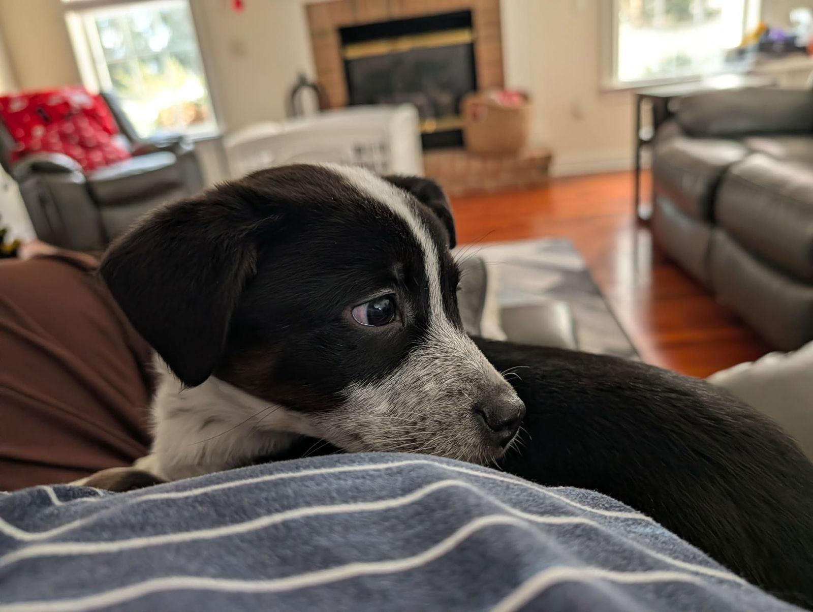 Enlarge Phoenix, a Adopted mixed breed in Mechanicsburg, PA image 2/3