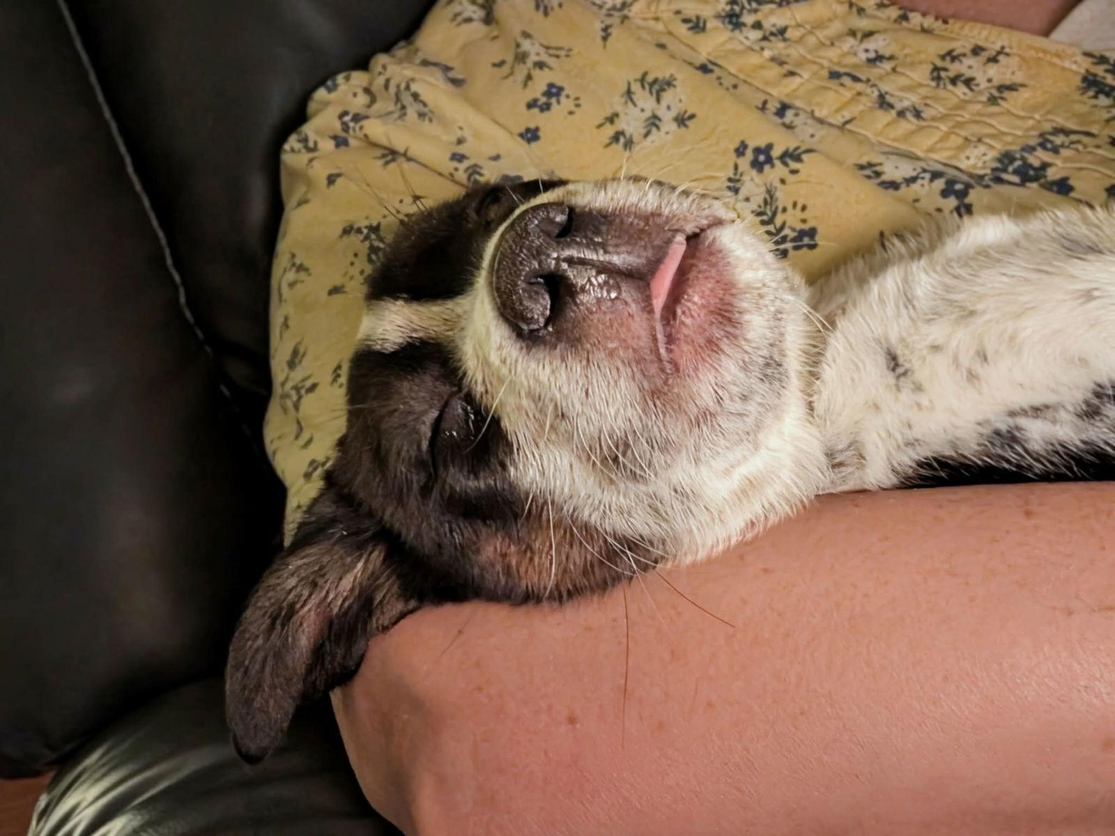 Enlarge Phoenix, a Adopted mixed breed in Mechanicsburg, PA image 3/3