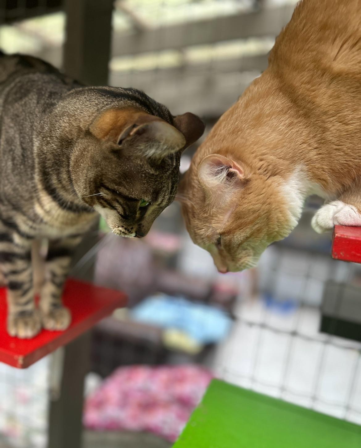 McClure (Bonded with Hopcott), an adoptable Tabby in Maple Ridge, BC, V2W 1A4 | Photo Image 5
