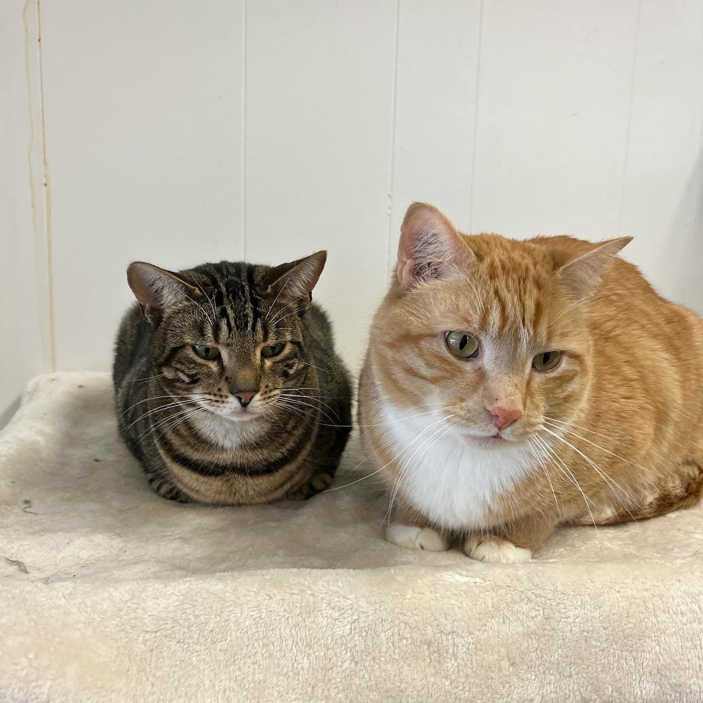 McClure (Bonded with Hopcott), an adoptable Tabby in Maple Ridge, BC, V2W 1A4 | Photo Image 6
