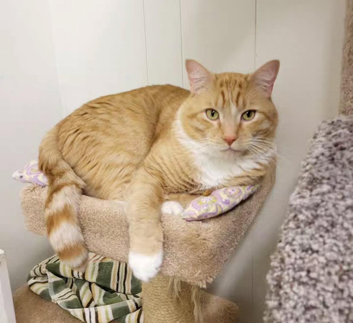 McClure (Bonded with Hopcott), an adoptable Tabby in Maple Ridge, BC, V2W 1A4 | Photo Image 4