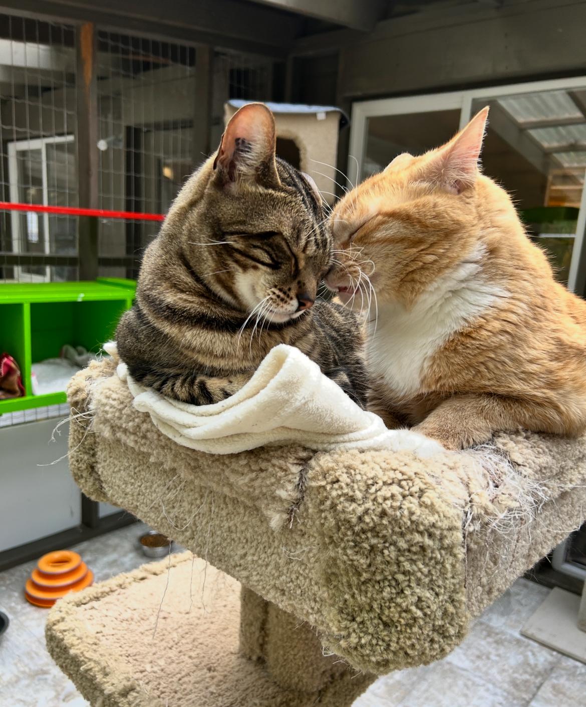 McClure (Bonded with Hopcott), an adoptable Tabby in Maple Ridge, BC, V2W 1A4 | Photo Image 3