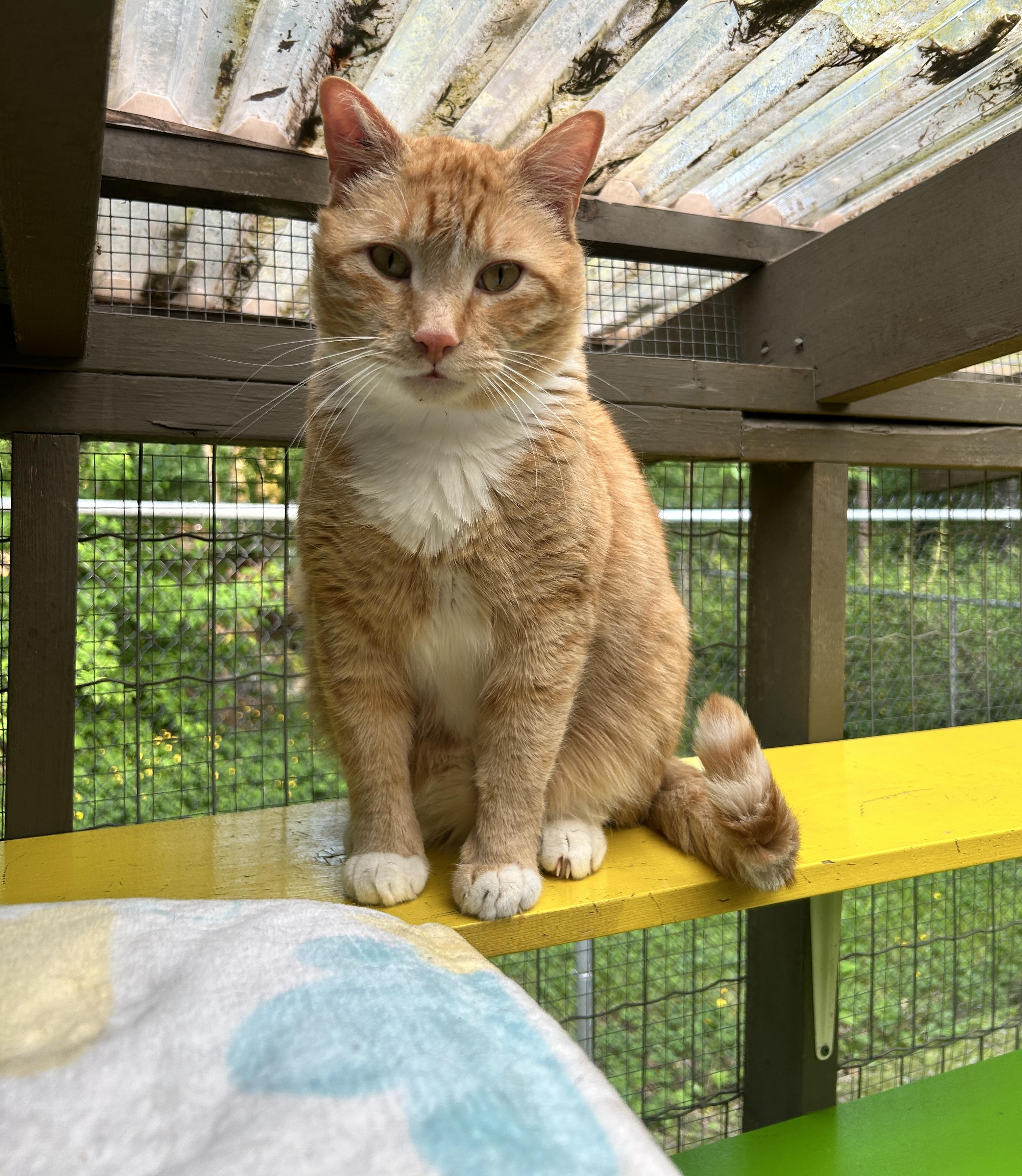 McClure (Bonded with Hopcott), an adoptable Tabby in Maple Ridge, BC, V2W 1A4 | Photo Image 2