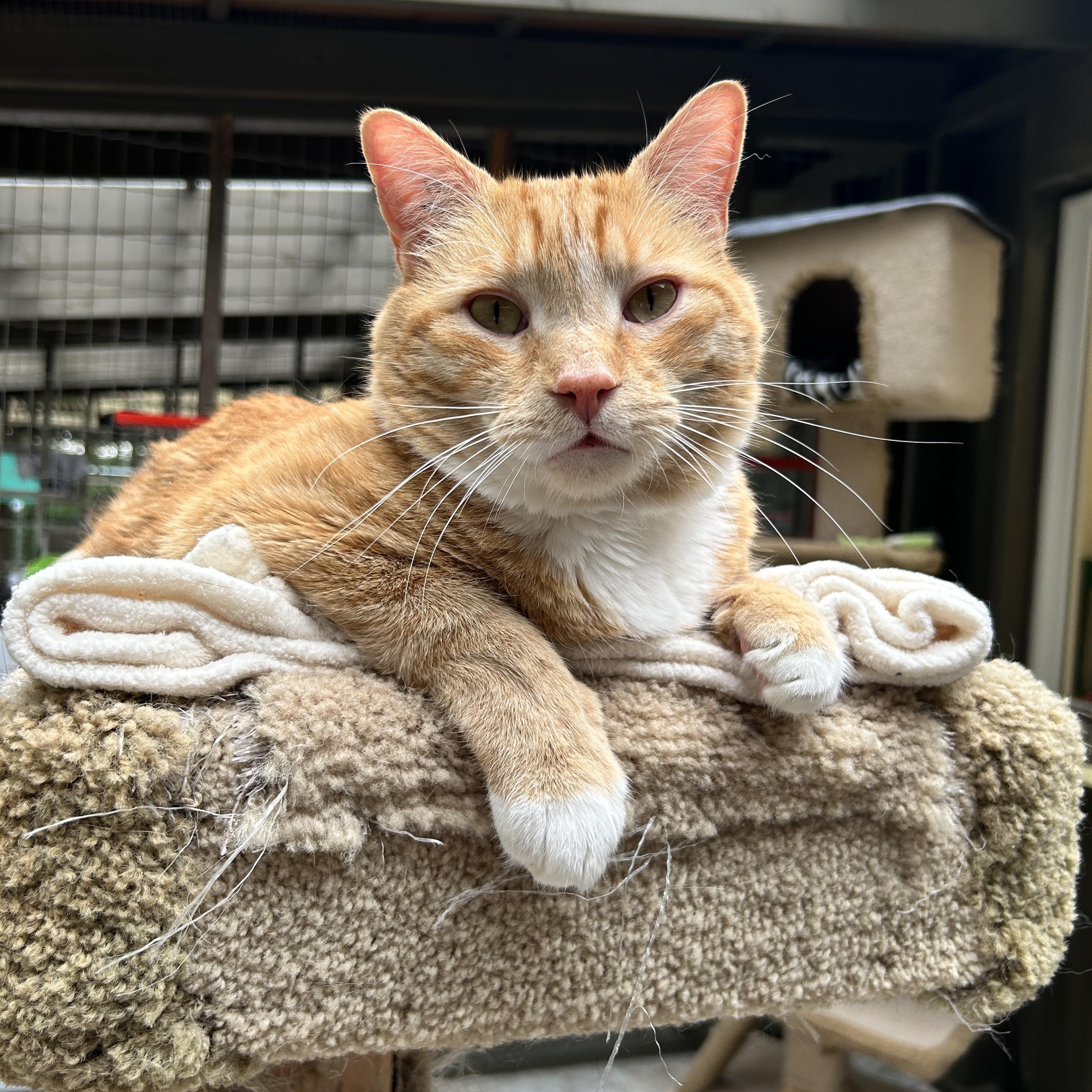 McClure (Bonded with Hopcott), an adoptable Tabby in Maple Ridge, BC, V2W 1A4 | Photo Image 1