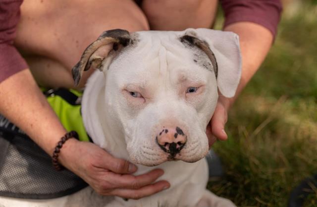 Enlarge SMOKEY, a Adoptable Pit Bull Terrier in Fairfield, CA image 1/1