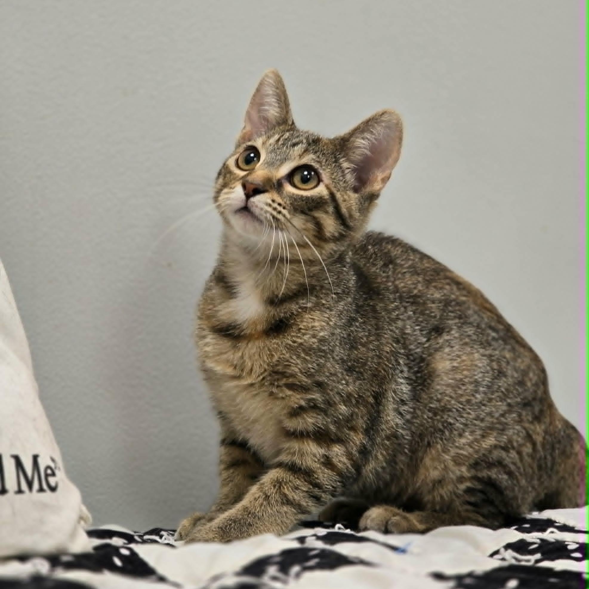 Enlarge Martha, a Adoptable Domestic Short Hair in Effingham, IL image 1/2