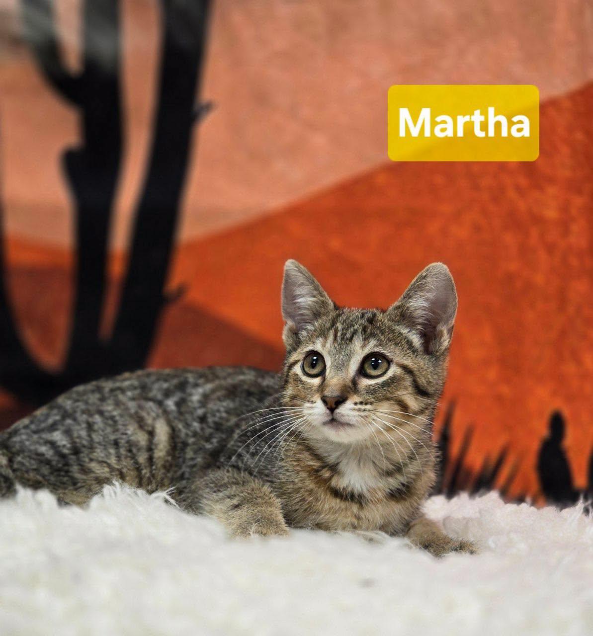 Enlarge Martha, a Adoptable Domestic Short Hair in Effingham, IL image 2/2