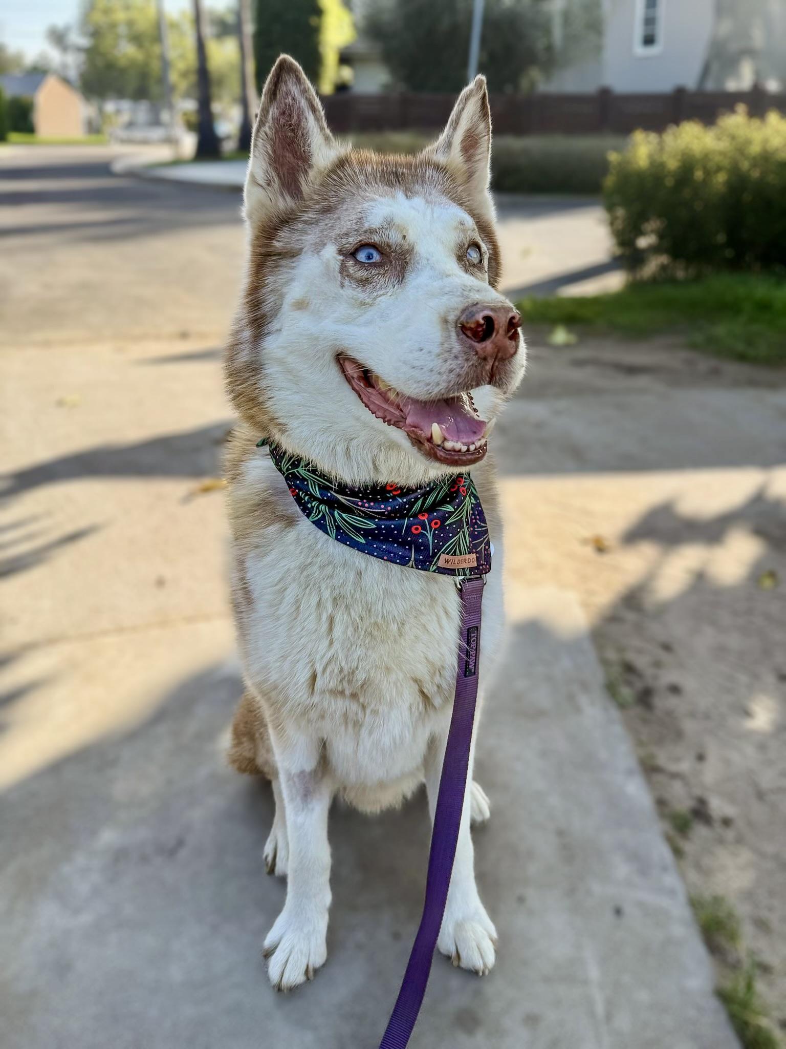 Billie , Adoptable, Adult Male Husky.