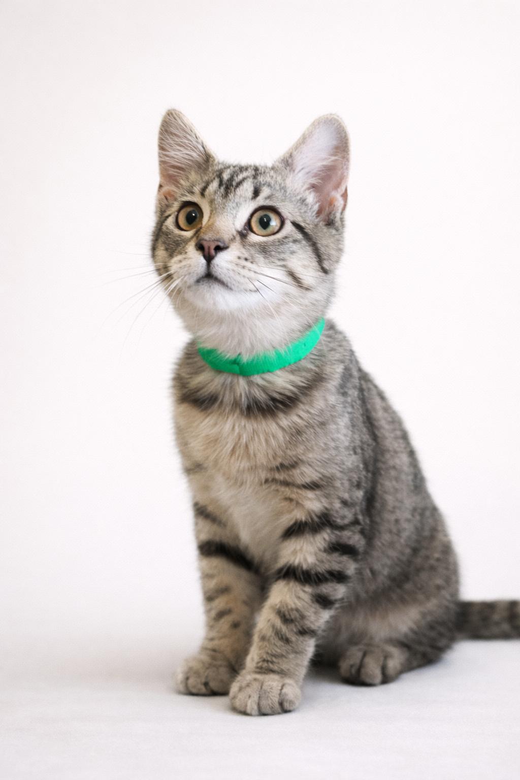 Cheshire, ADOPTABLE, Kitten Male Domestic Short Hair.