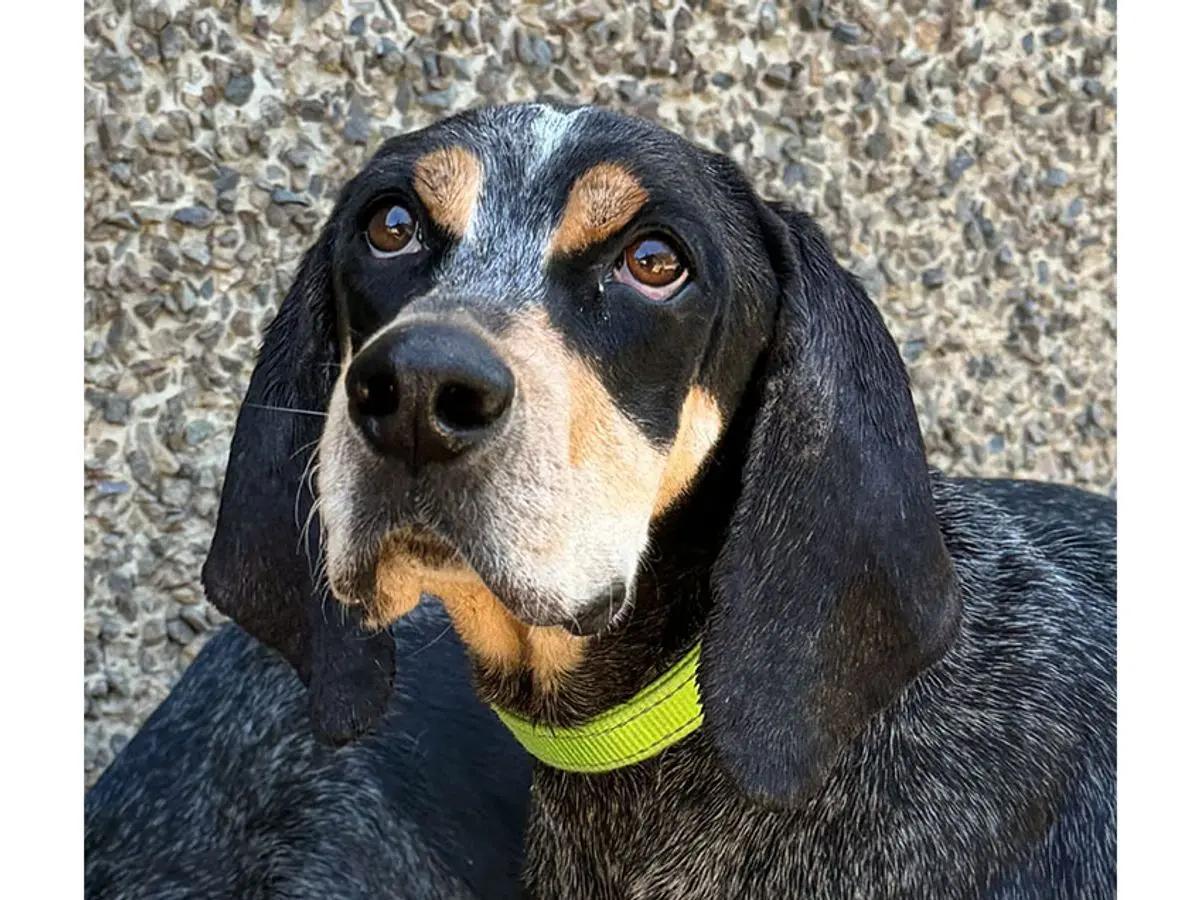 Enlarge Maggie & Roscoe (CA), a ADOPTABLE Bluetick Coonhound in Jackson, CA image 4/6