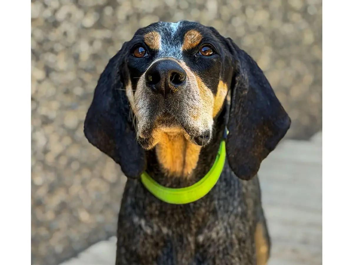 Enlarge Maggie & Roscoe (CA), a ADOPTABLE Bluetick Coonhound in Jackson, CA image 2/6
