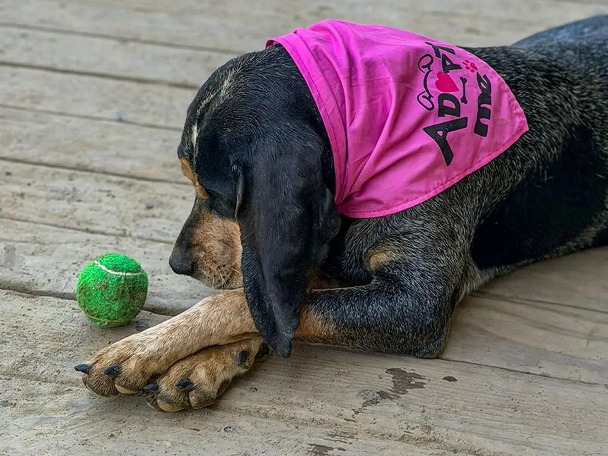 Enlarge Maggie & Roscoe (CA), a ADOPTABLE Bluetick Coonhound in Jackson, CA image 5/6