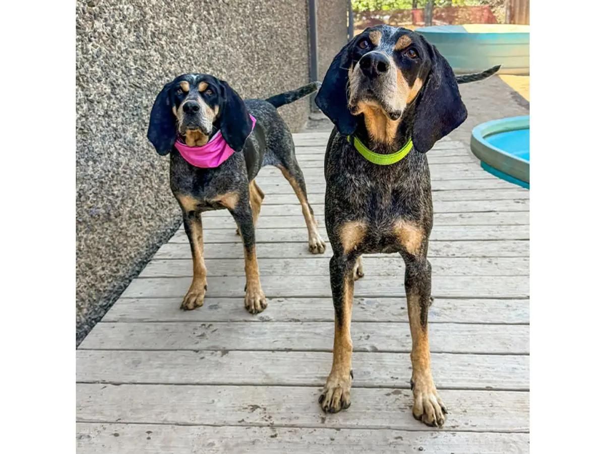 Maggie & Roscoe (CA), ADOPTABLE, Adult Female Bluetick Coonhound.