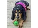Enlarge Maggie & Roscoe (CA), a ADOPTABLE Bluetick Coonhound in Jackson, CA image 6/6