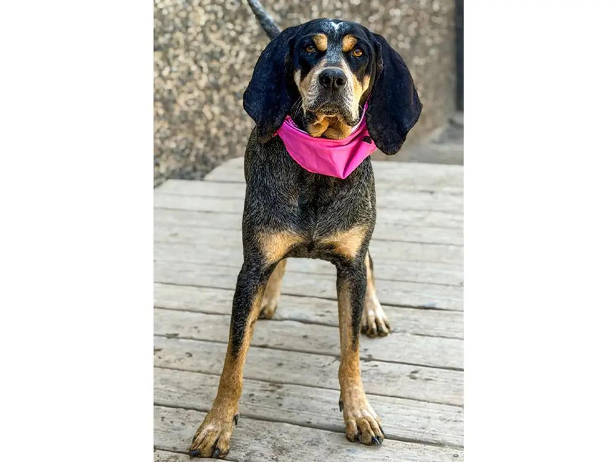 Enlarge Maggie & Roscoe (CA), a ADOPTABLE Bluetick Coonhound in Jackson, CA image 3/6