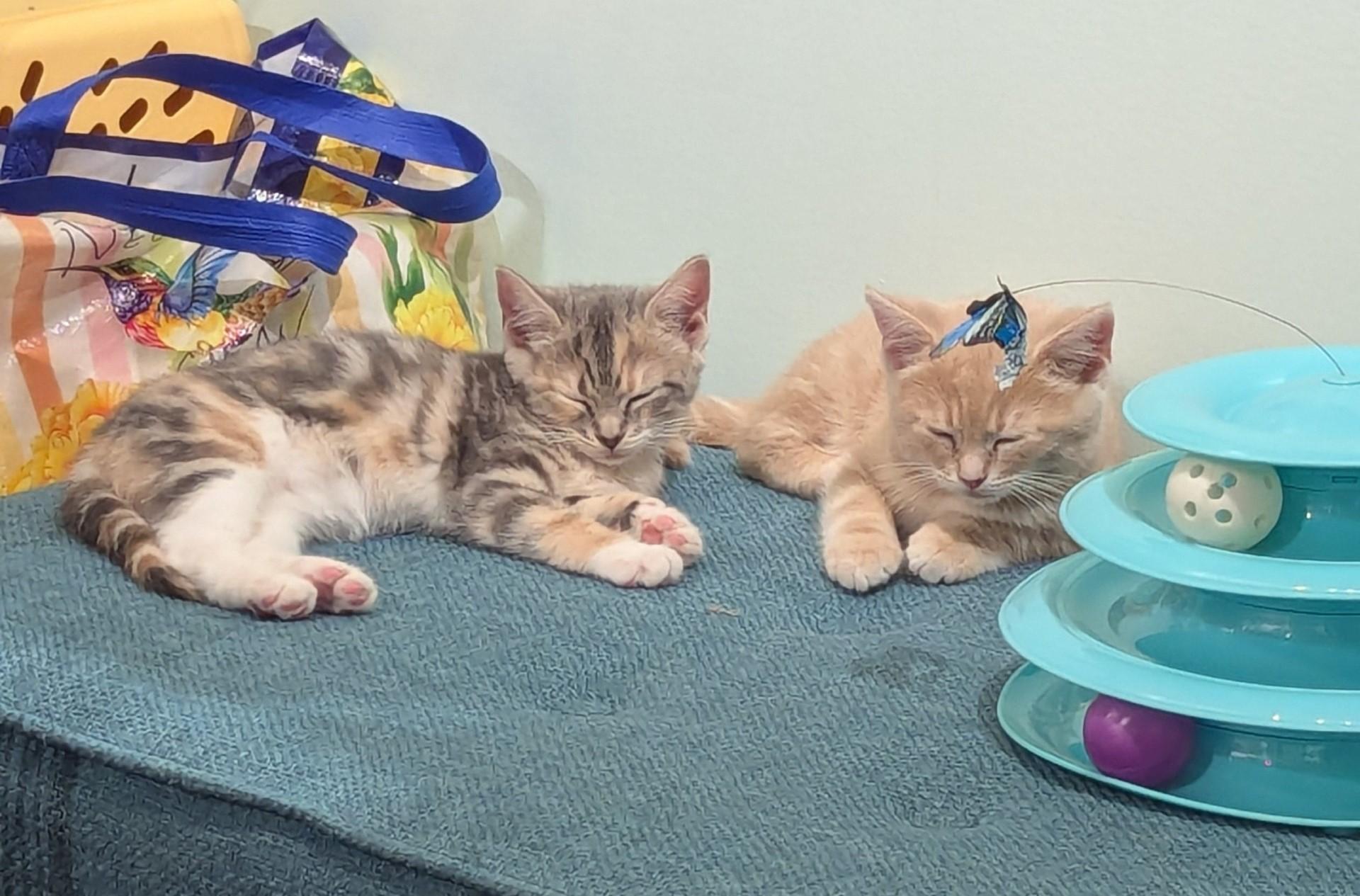 Enlarge Marcia Brady, an adopted Domestic Short Hair in Floyd, VA image 4/4