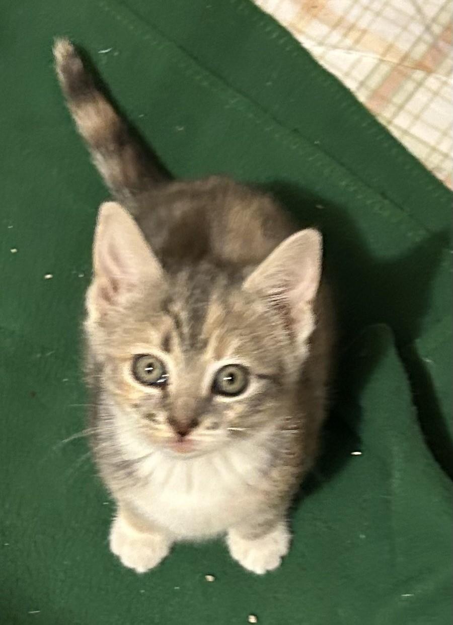 Enlarge Marcia Brady, an adopted Domestic Short Hair in Floyd, VA image 2/4