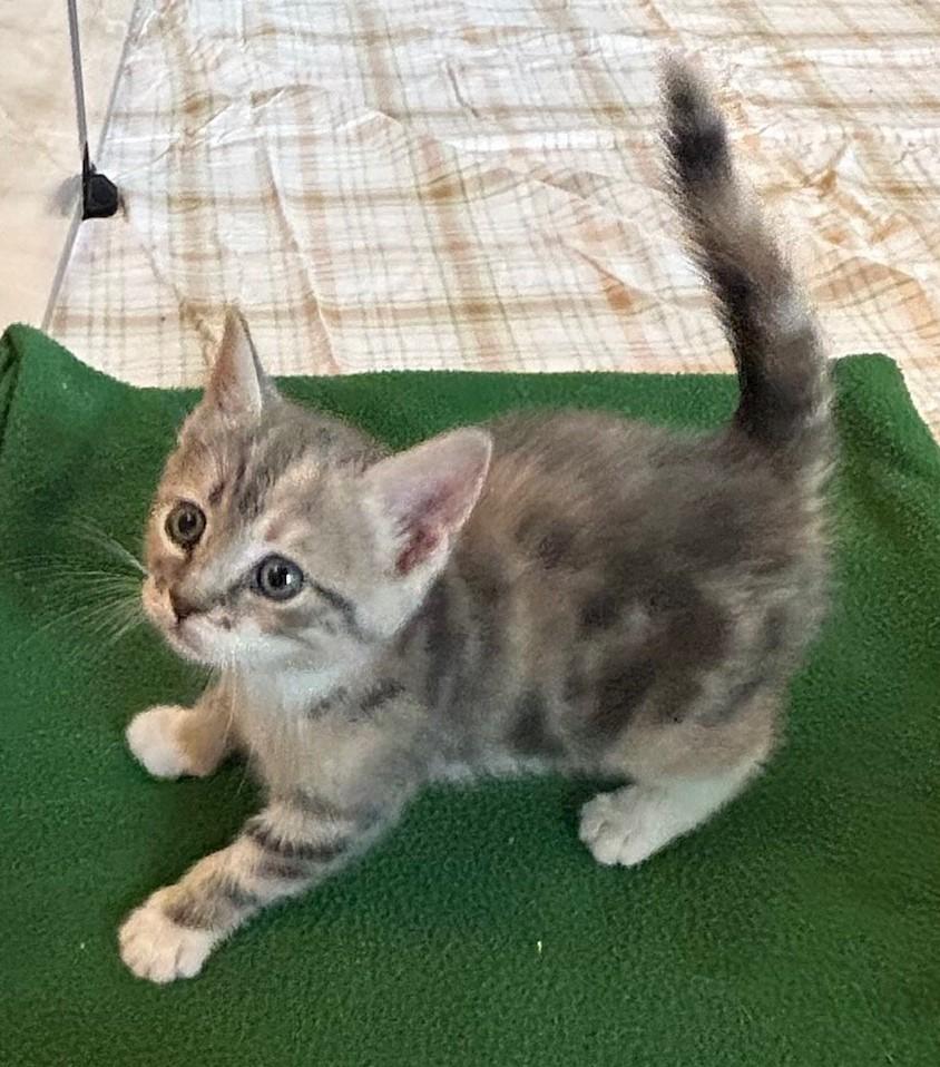 Marcia Brady, Adoptable, Kitten Female Domestic Short Hair.