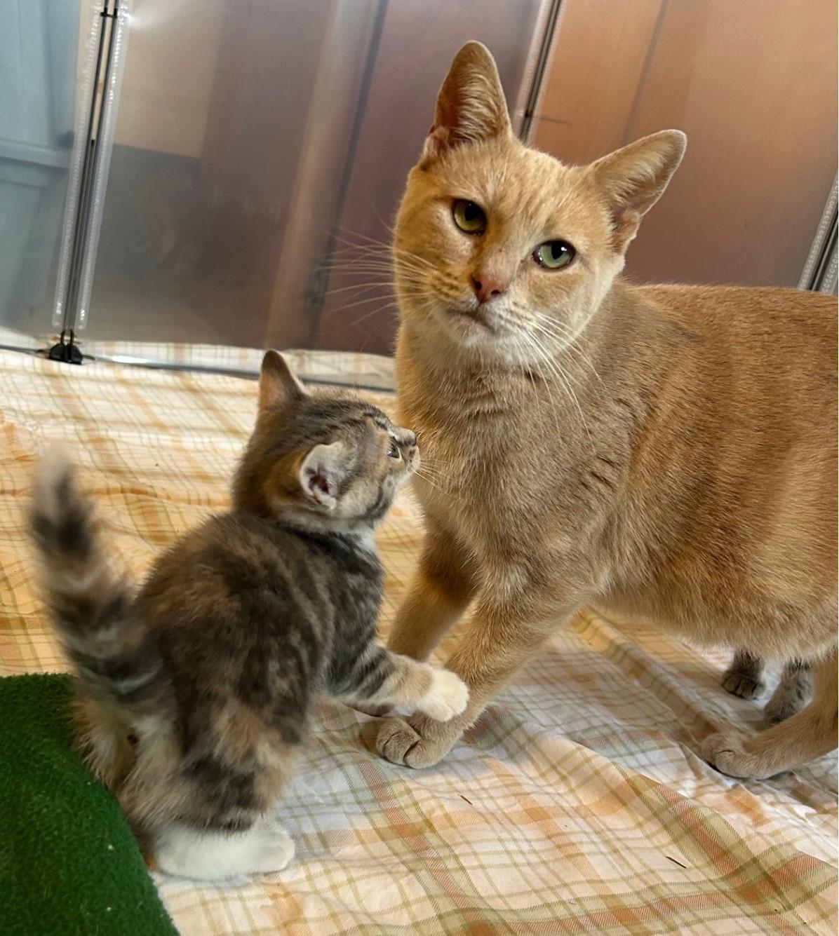 Enlarge Marcia Brady, an adopted Domestic Short Hair in Floyd, VA image 3/4