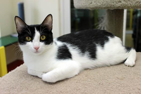 Miso, a ADOPTABLE Domestic Short Hair in Mansfield, MA image 1/2