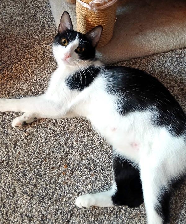 Miso, a ADOPTABLE Domestic Short Hair in Mansfield, MA image 2/2