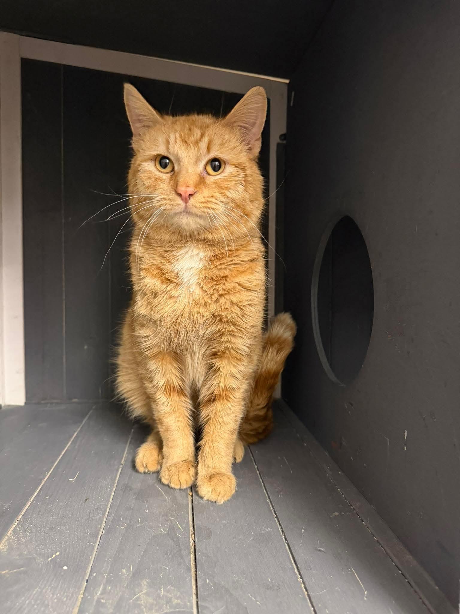 Enlarge Cliff, an adoptable Domestic Short Hair in Massillon , OH image 1/1