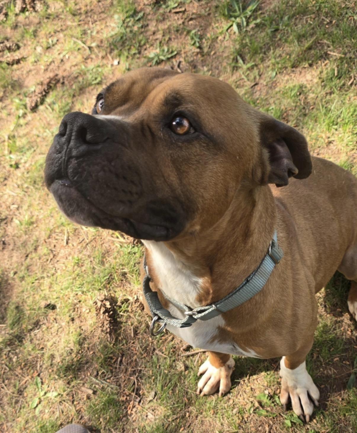 Enlarge Girard, a Adoptable Pit Bull Terrier in Somerset, NJ image 1/5