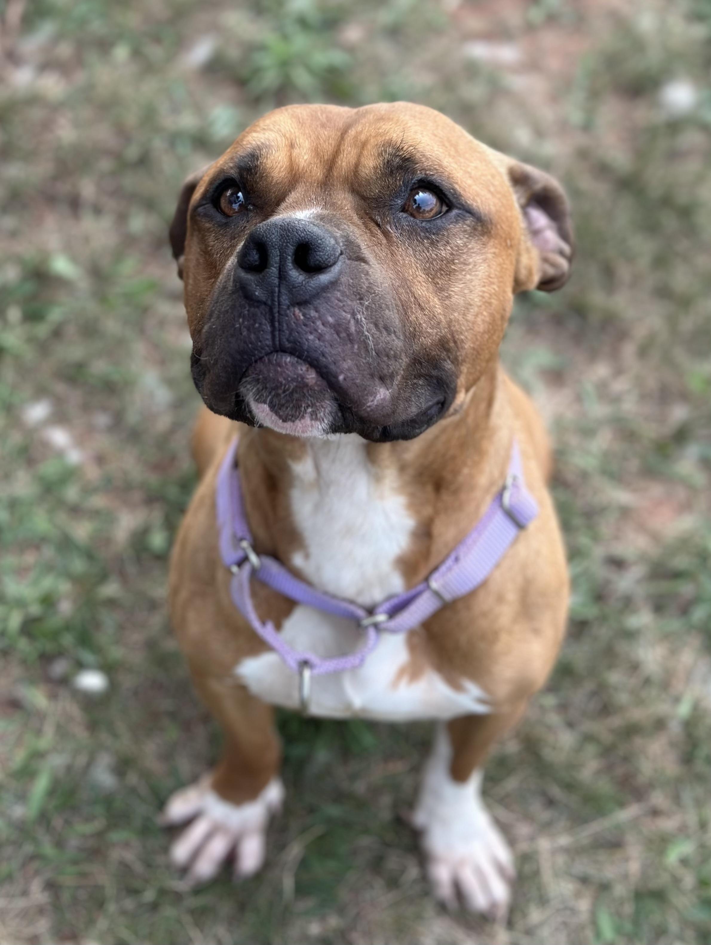 Girard, a Adoptable Pit Bull Terrier in Somerset, NJ image 2/5