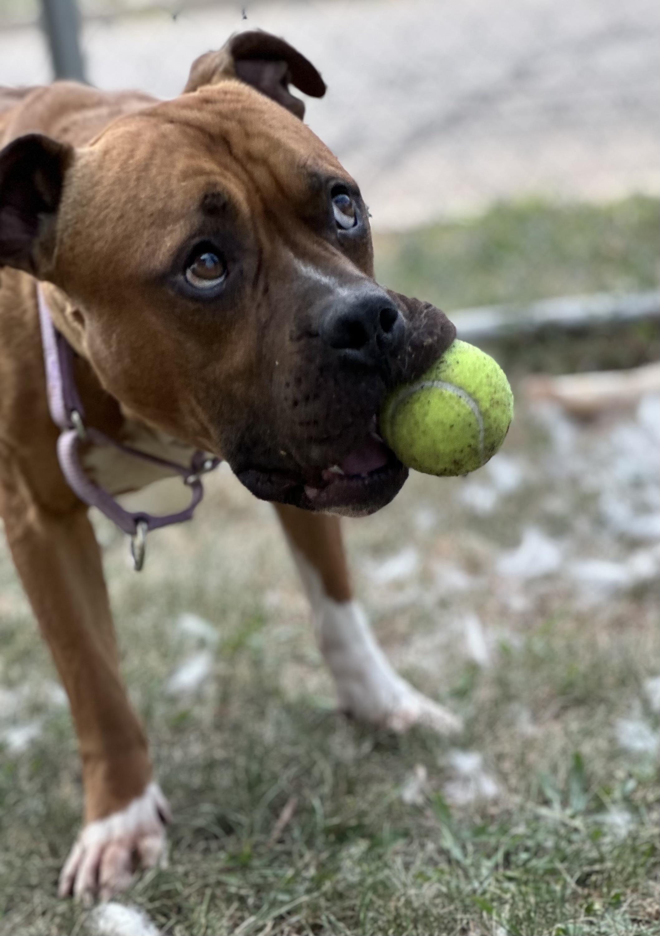 Girard, a Adoptable Pit Bull Terrier in Somerset, NJ image 3/5