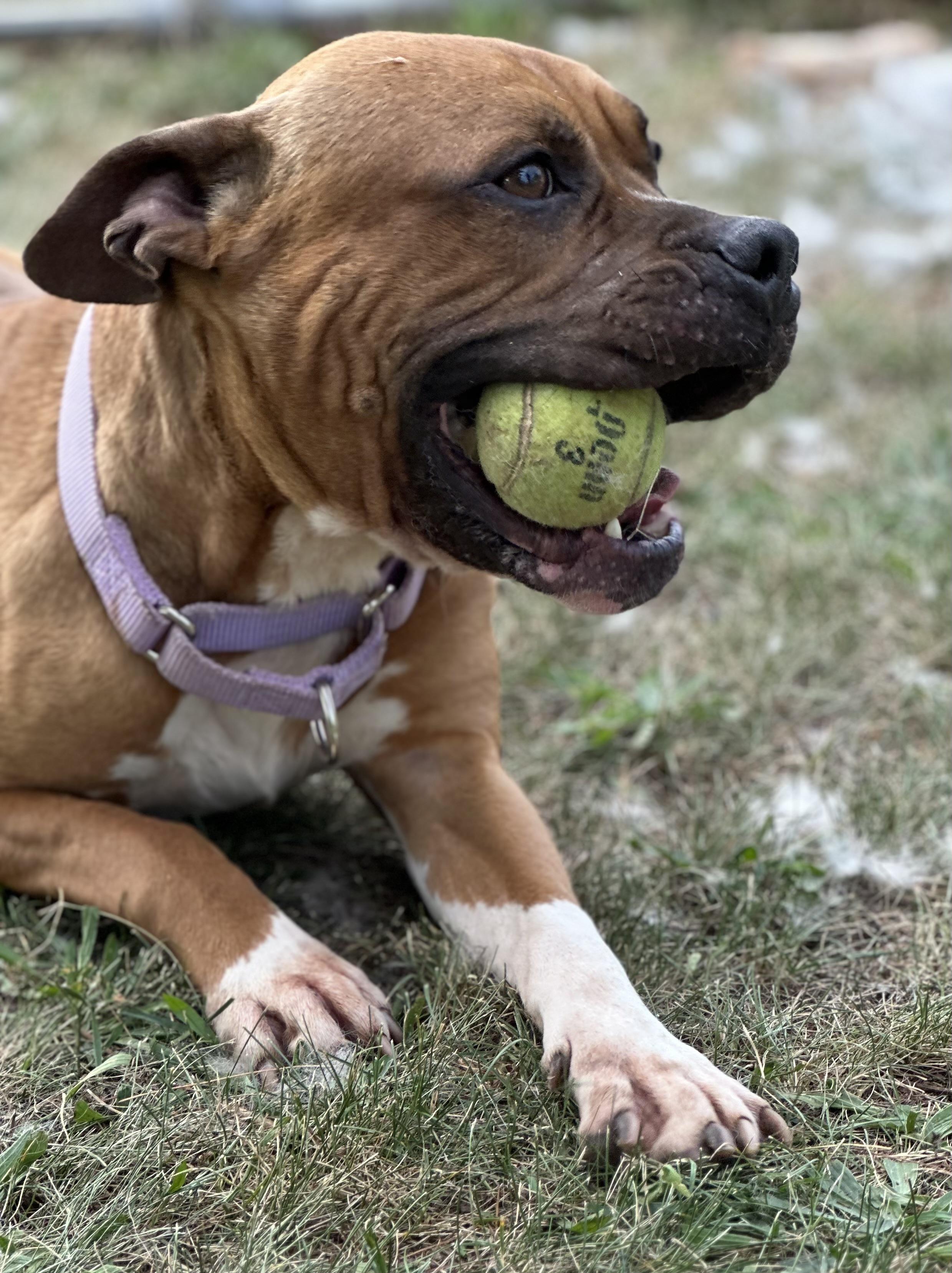 Girard, a Adoptable Pit Bull Terrier in Somerset, NJ image 5/5
