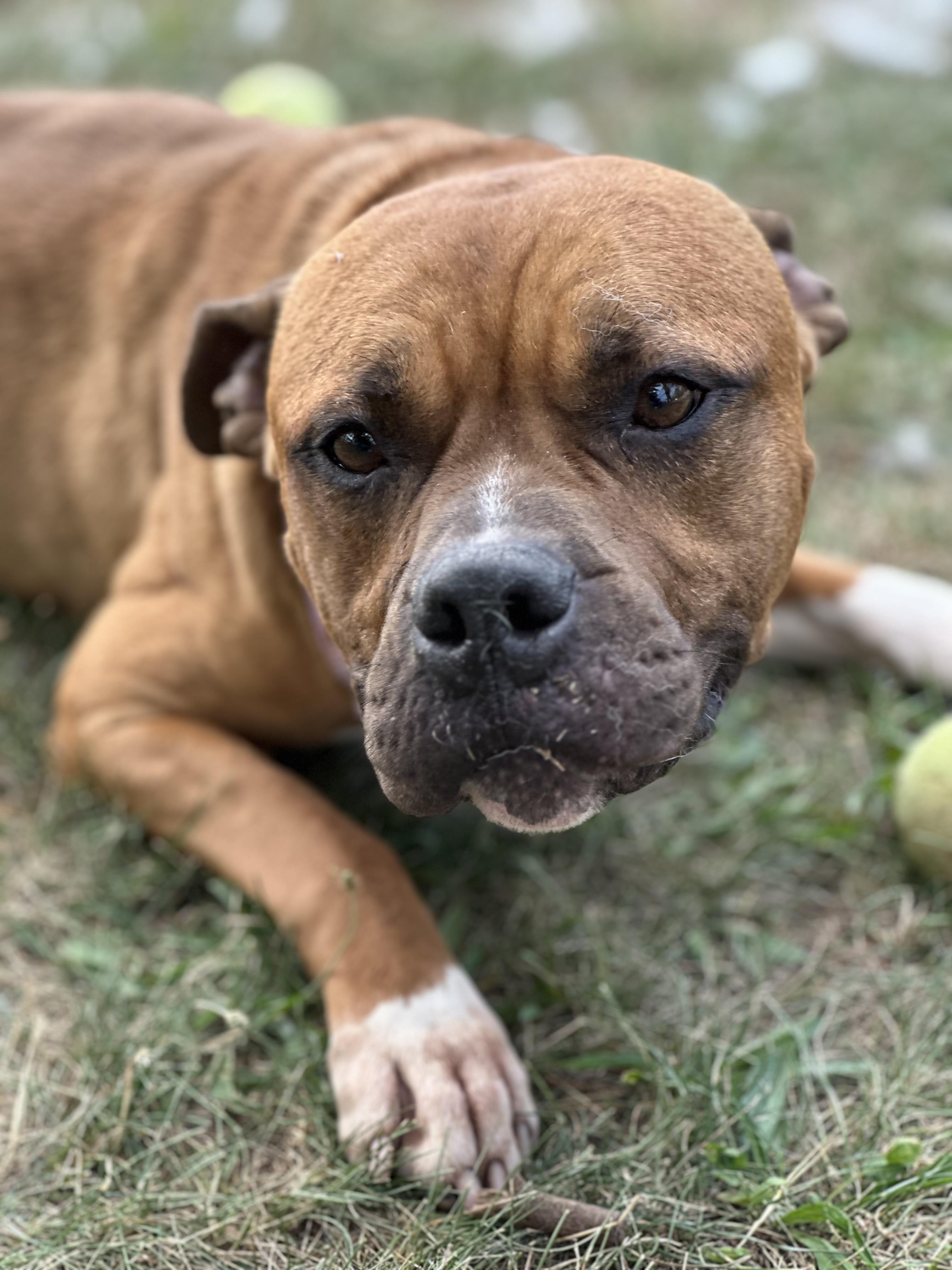 Girard, a Adoptable Pit Bull Terrier in Somerset, NJ image 1/5