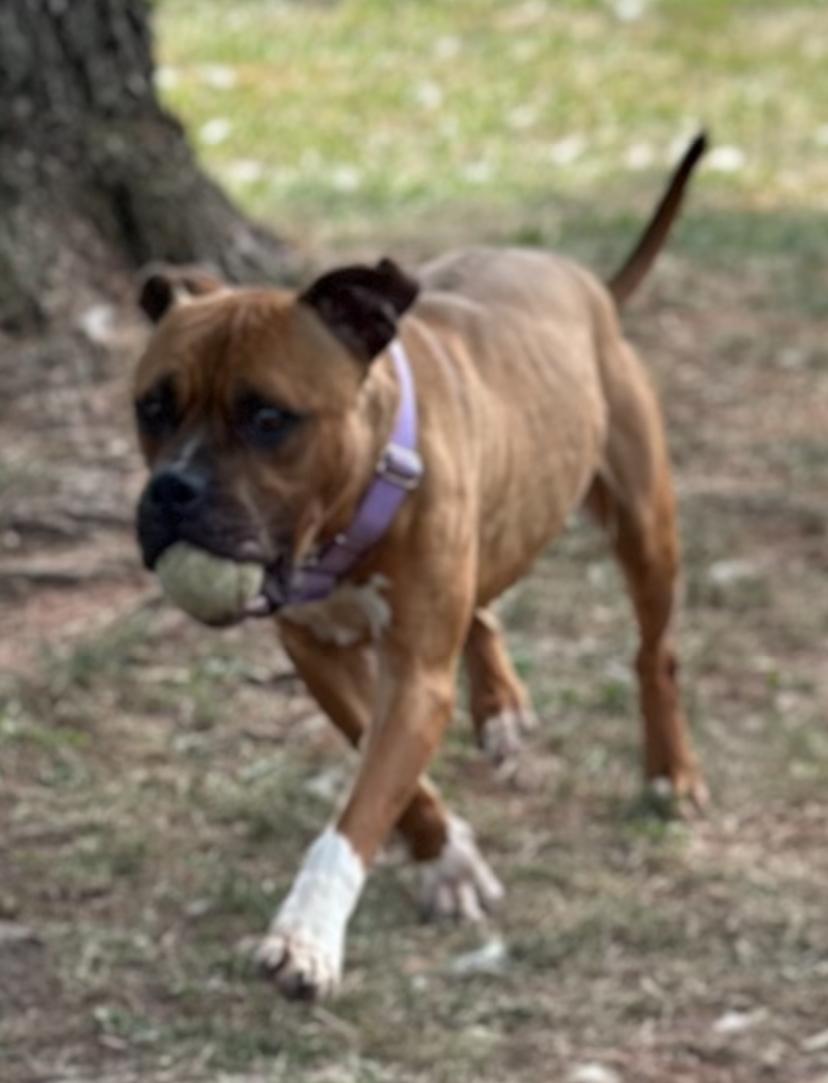 Girard, a Adoptable Pit Bull Terrier in Somerset, NJ image 4/5