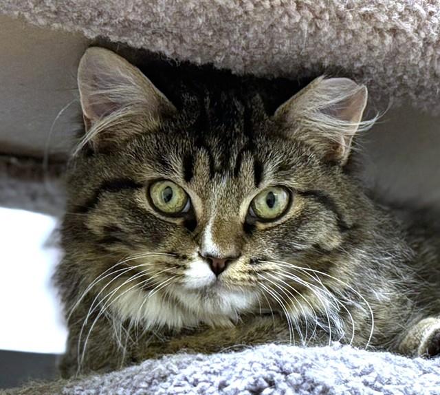 THOMAS J, Adoptable, Young Male Domestic Long Hair.