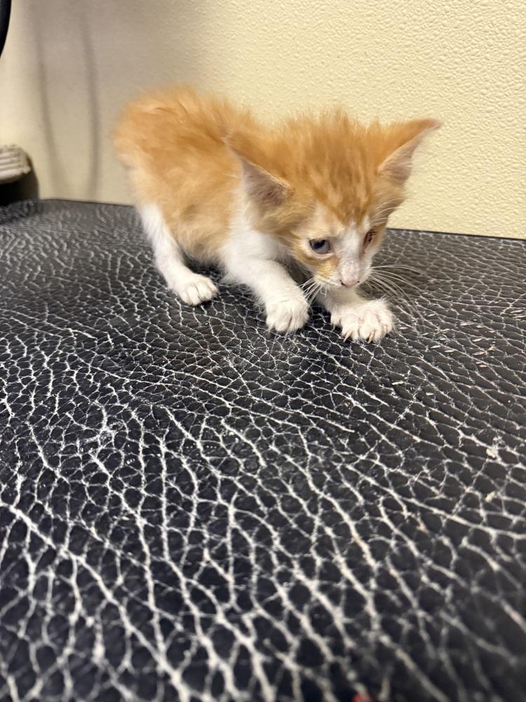 Lucky, Adopted, Kitten Male Domestic Medium Hair.