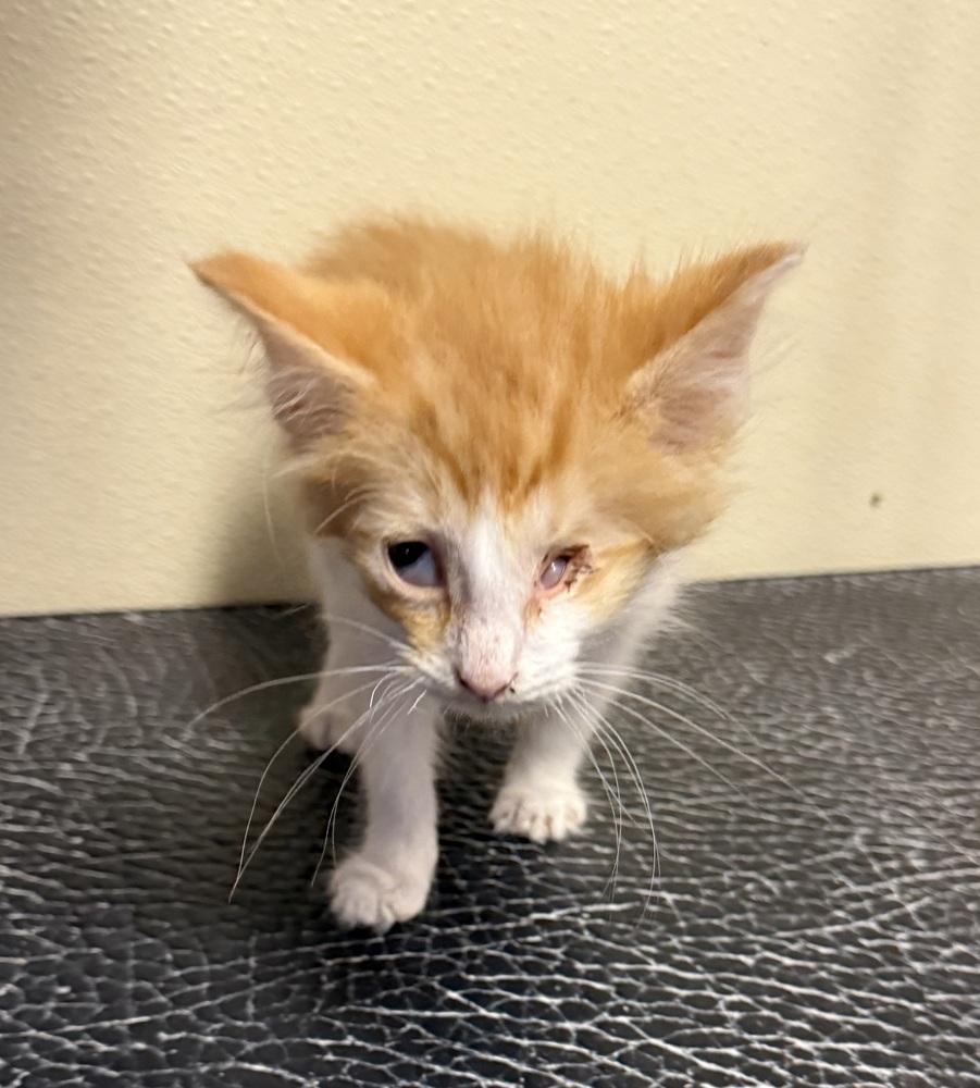 Enlarge Lucky, a Adopted Domestic Medium Hair in Osgood, IN image 2/4