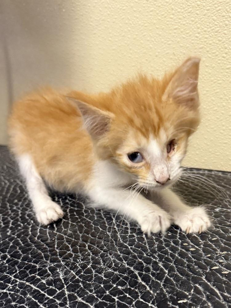 Enlarge Lucky, a Adopted Domestic Medium Hair in Osgood, IN image 3/4