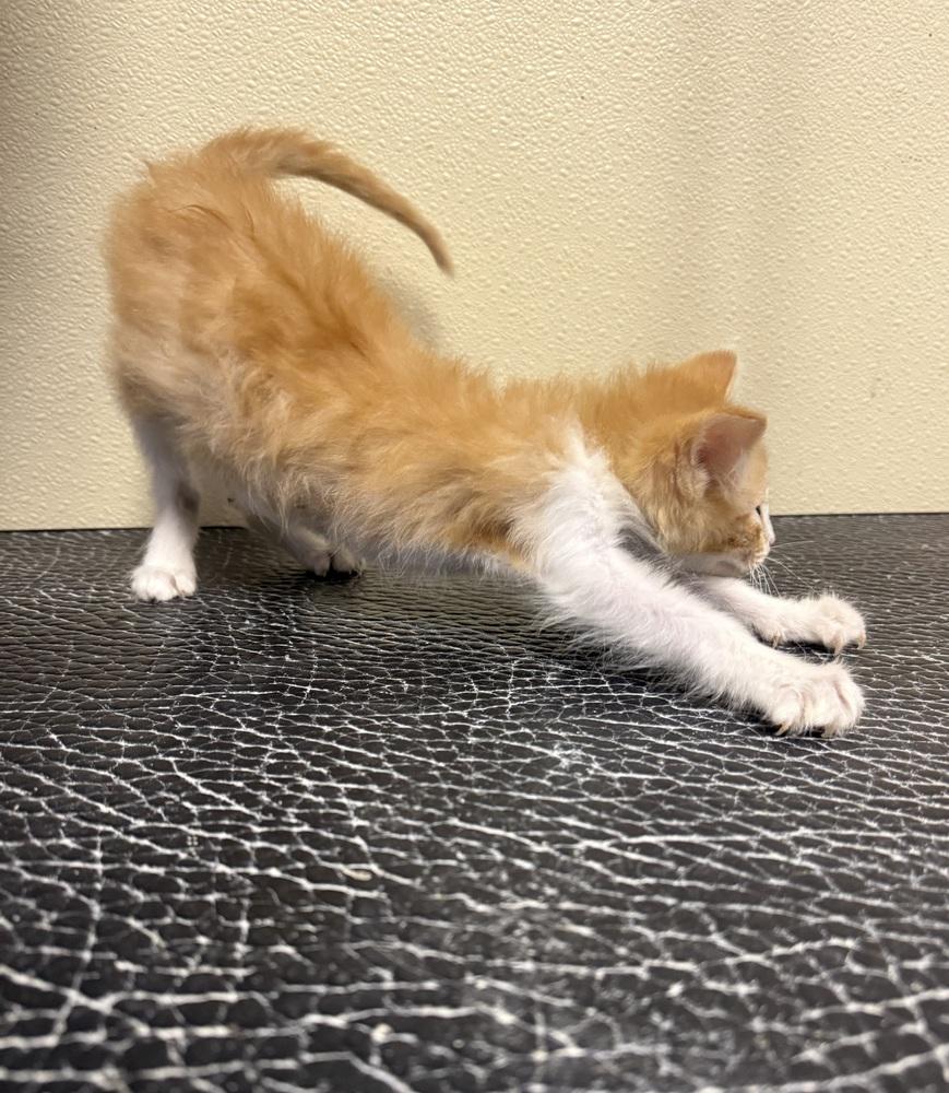 Enlarge Lucky, a Adopted Domestic Medium Hair in Osgood, IN image 4/4