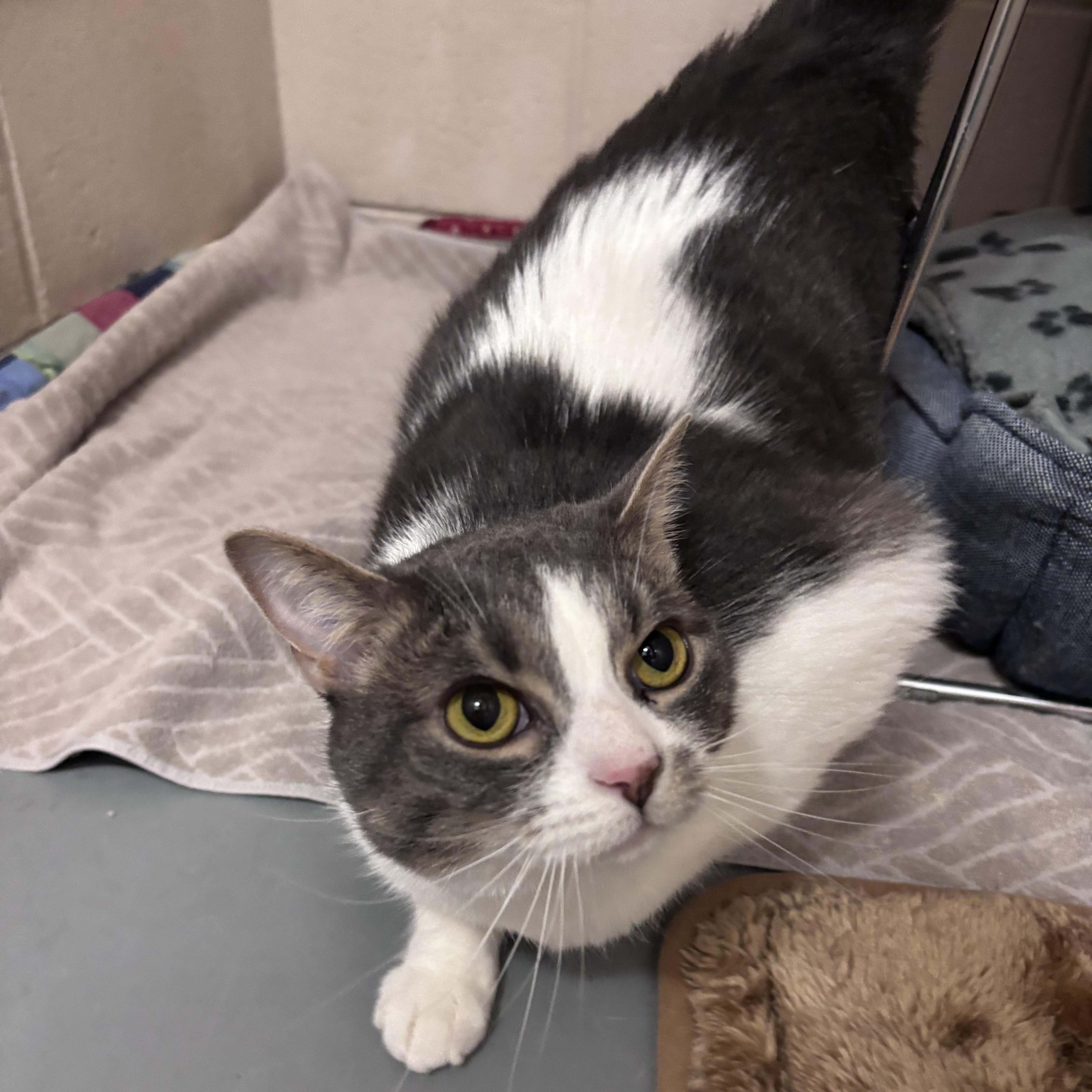 Dimey, an adopted Domestic Short Hair in Bowmanville, ON image 2/4