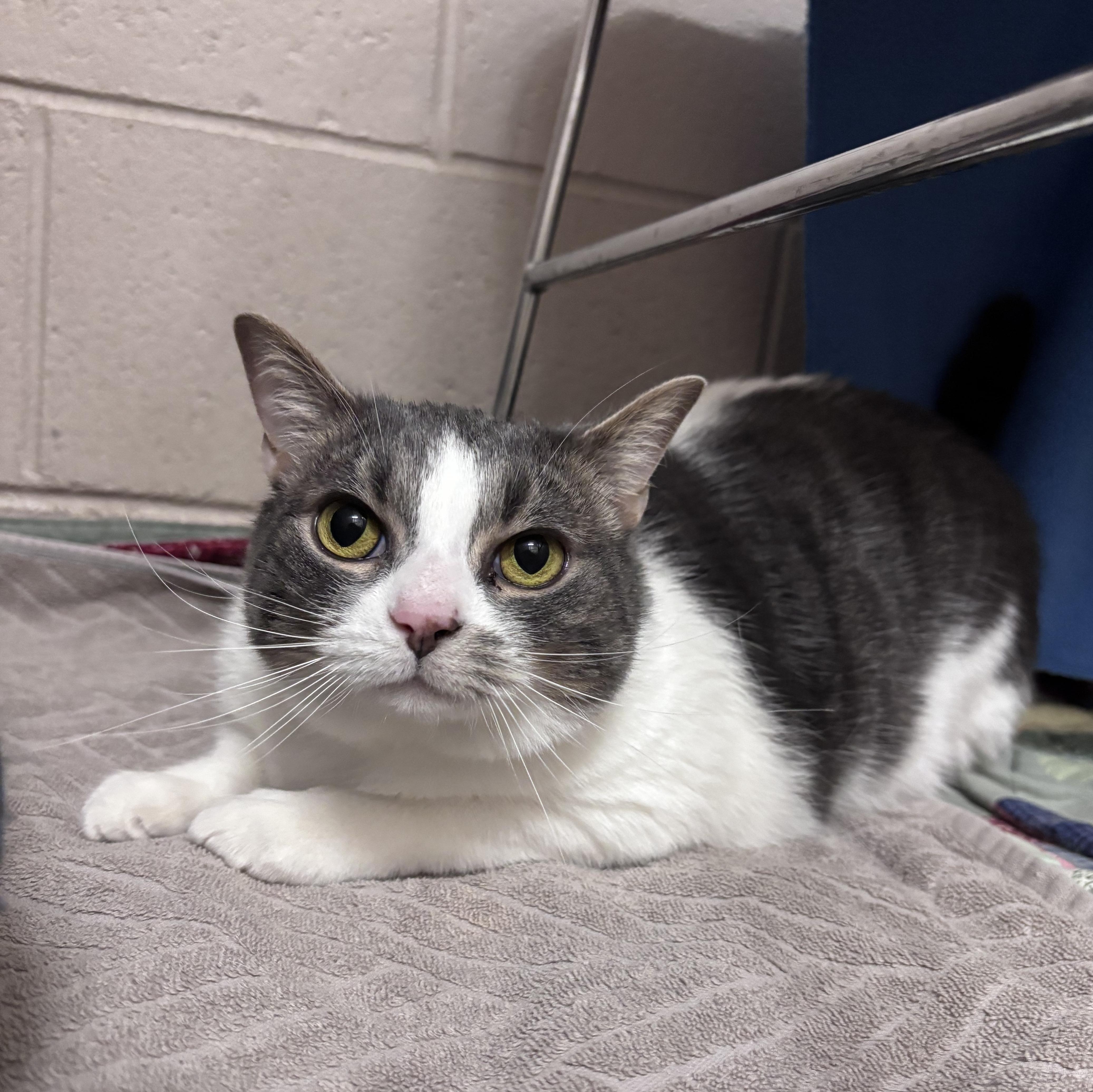 Dimey, an adopted Domestic Short Hair in Bowmanville, ON image 3/4