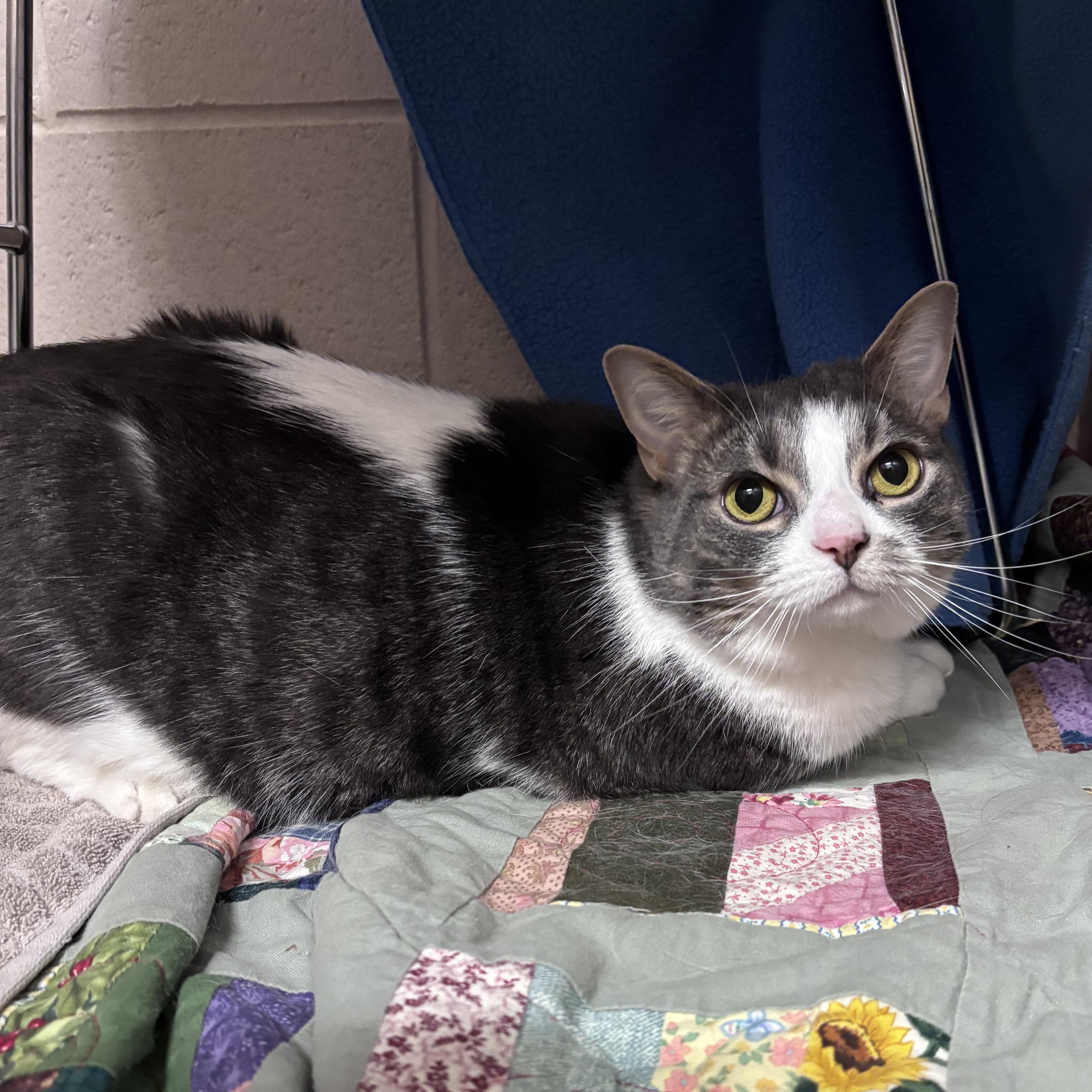 Dimey, an adopted Domestic Short Hair in Bowmanville, ON image 4/4